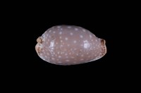 藏品(雞皮寶螺)的圖片